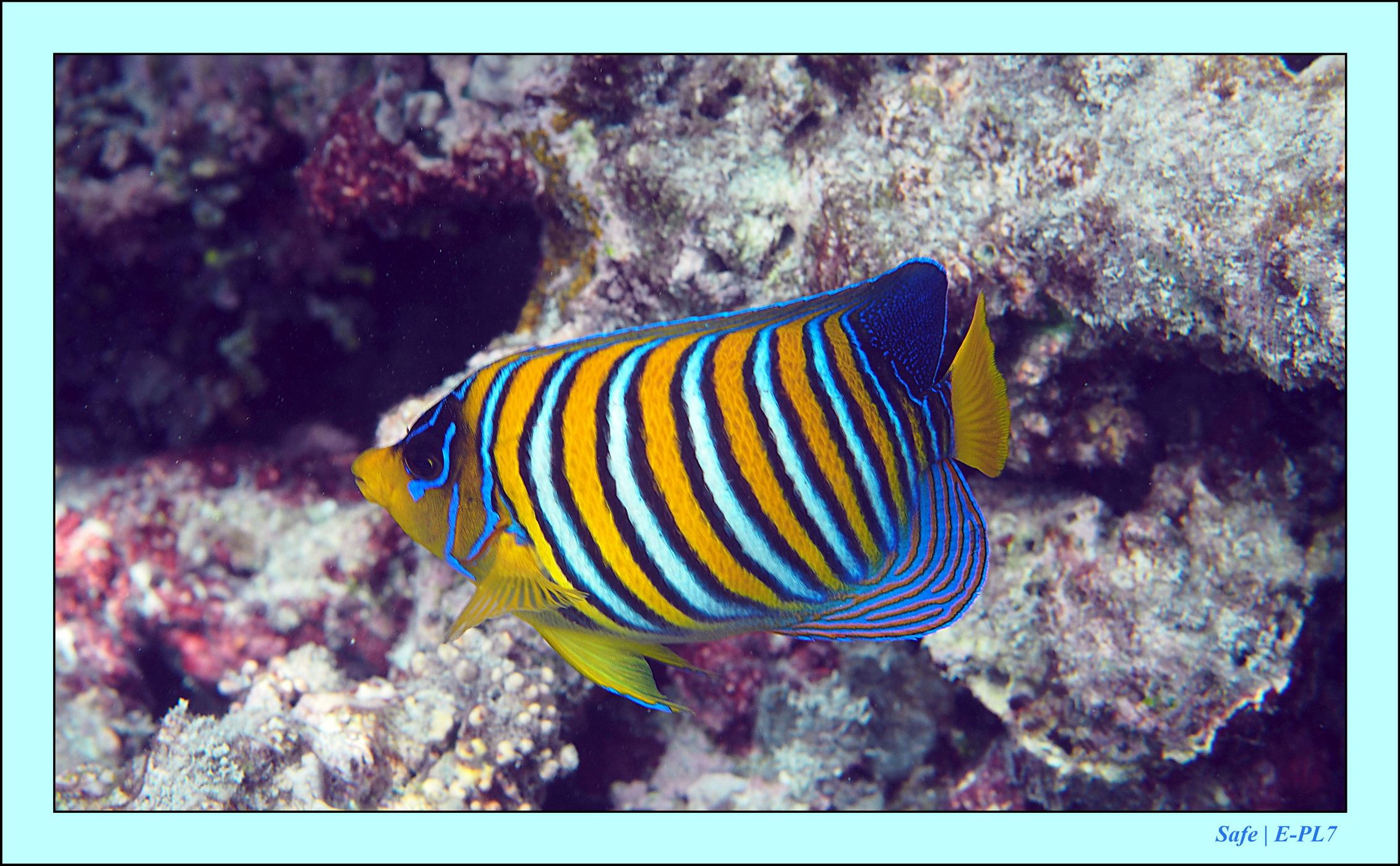 2022 - 07 - snorkeling Maldives - 030